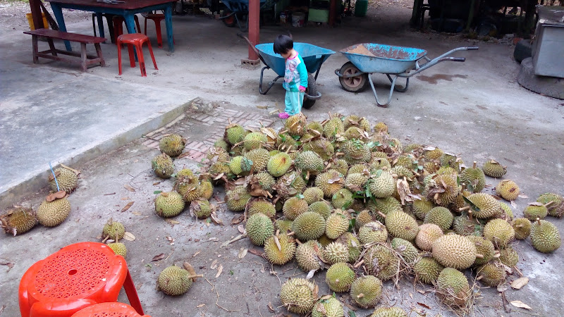 Haji Mohamed Durian