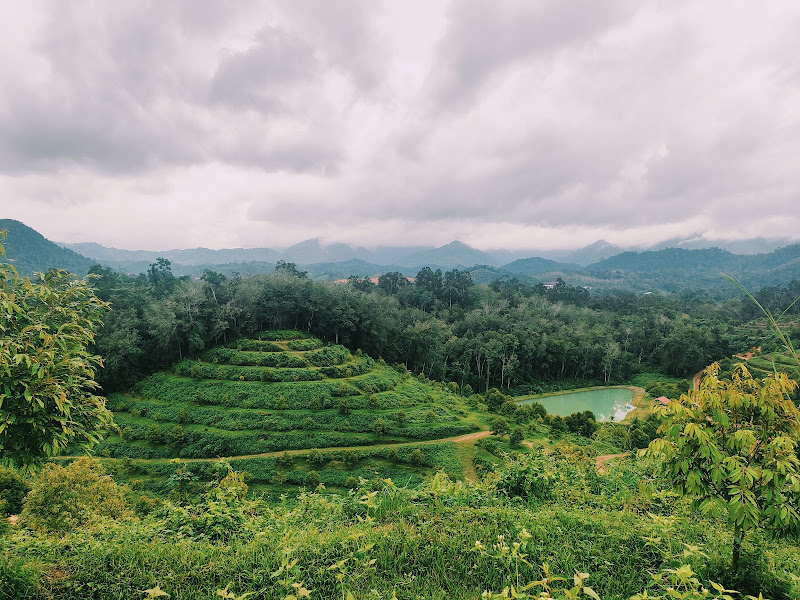 Ladang Durian Batu 2