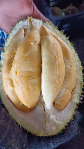 Durian Balik Pulau Anjung Indah