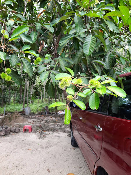 Nursery Mahmud