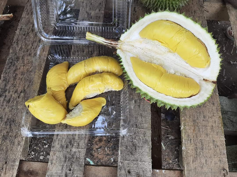 Port Durian PHd, Kampung Watt Tong Prok