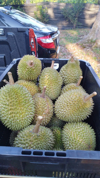 DUSUN DURIAN AD SANI