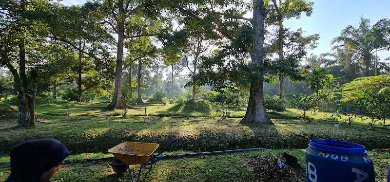 Durian Tok Ayob