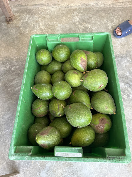 Durian Farm