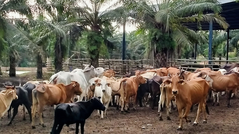 Arif Farm