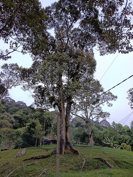 Chiam’s Family Durian Farm