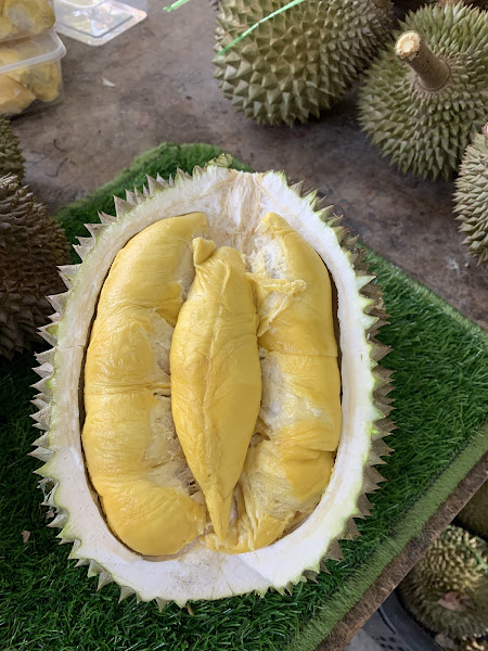 Durian Pohon 901