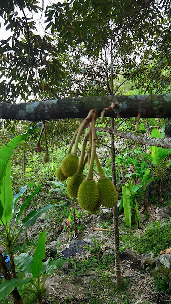 PENANG Kebun Sam Hoe Durian Sanctuary 槟城三和榴莲园宝地