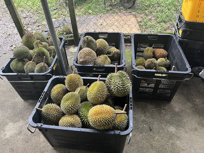 Dusun Durian Cikgu Ila Ipoh