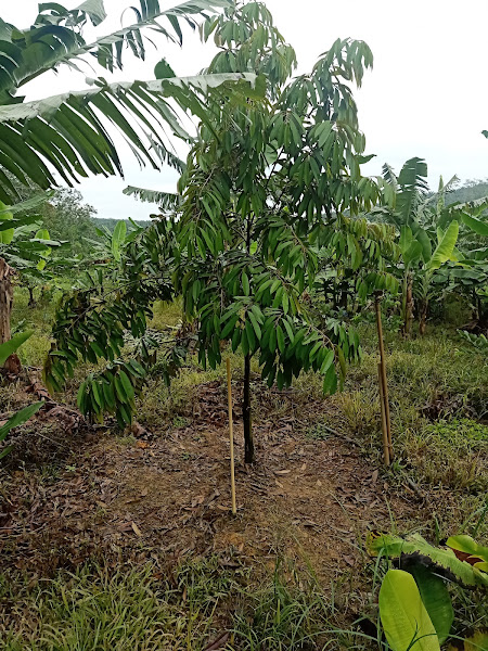 H&S Durian Farm