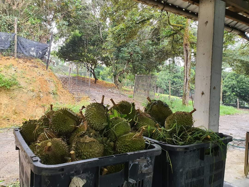 kulai durian farm