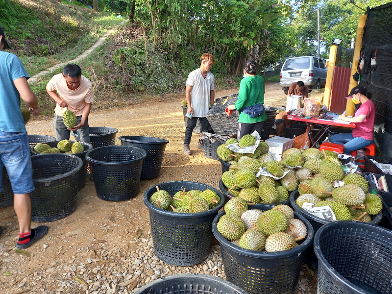 DURIAN SR