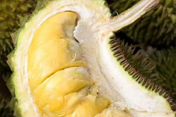 Durian 13.5