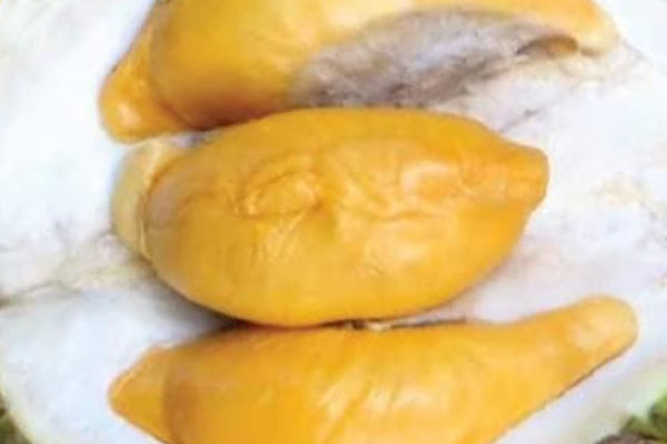 Golden Bun (D13)