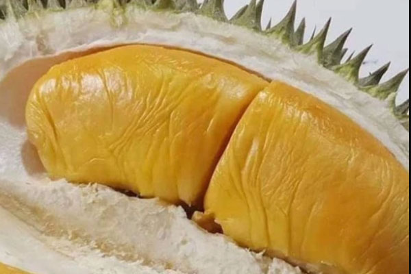 D168 Durian Mas Hasjah Hasmah
