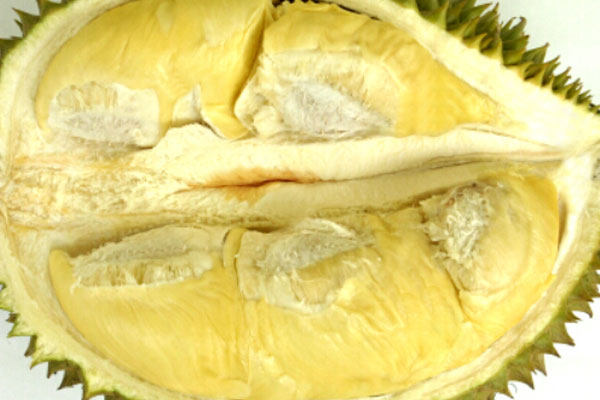 D169 Tok Litok
